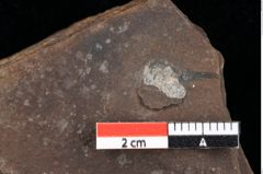 Foto (Detailansicht) von Sphaerococcites parschlugianus Ettingshausen (NHMW-GEO-2024-0188-0096)